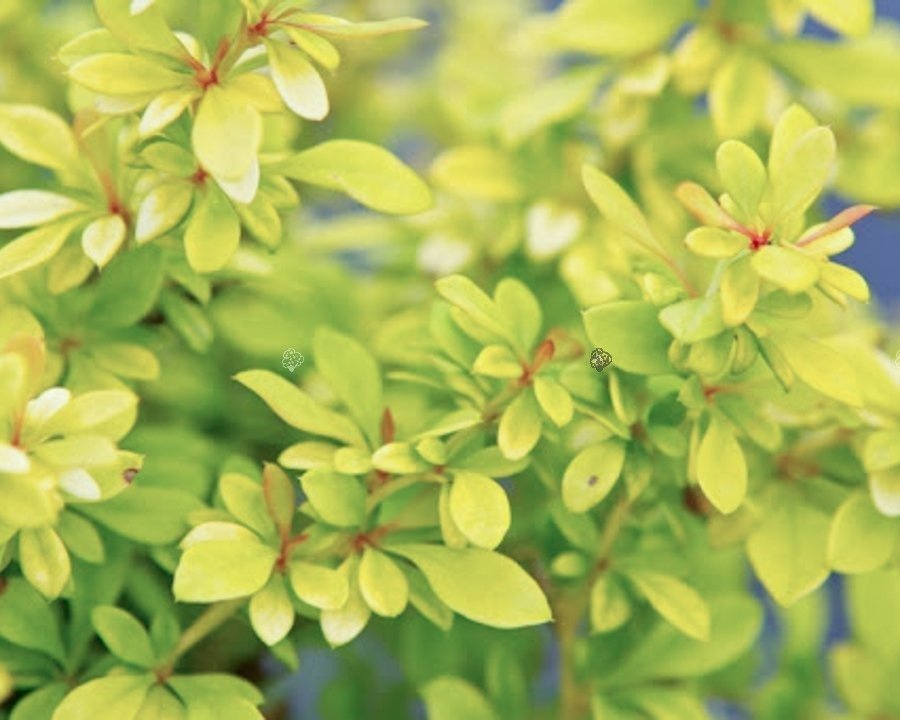 Berberys Thunberga Golden Dream PBR Berberis thunbergii C2