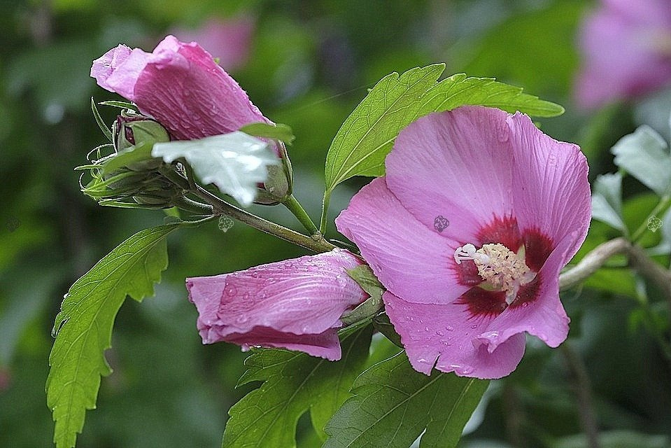 Ketmia syryjska Mauve Queen Hibiscus syriacus P9