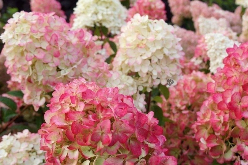 Hortensja bukietowa Diamand Rouge PBR Hydrangea paniculata C5