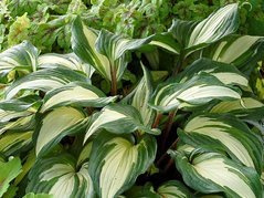 Funkia Raspberry Sundae Hosta C2