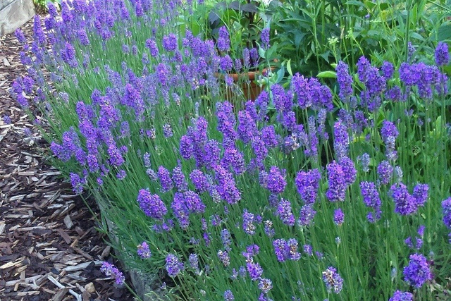 Lawenda wąskolistna Dwarf Blue Lavandula angustifolia C2