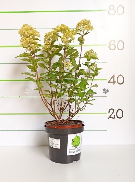 Hortensja bukietowa Little Lime PBR Hydrangea paniculata C3