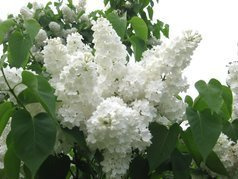Lilak pospolity Mme Florent Stepman Syringa vulgaris C2