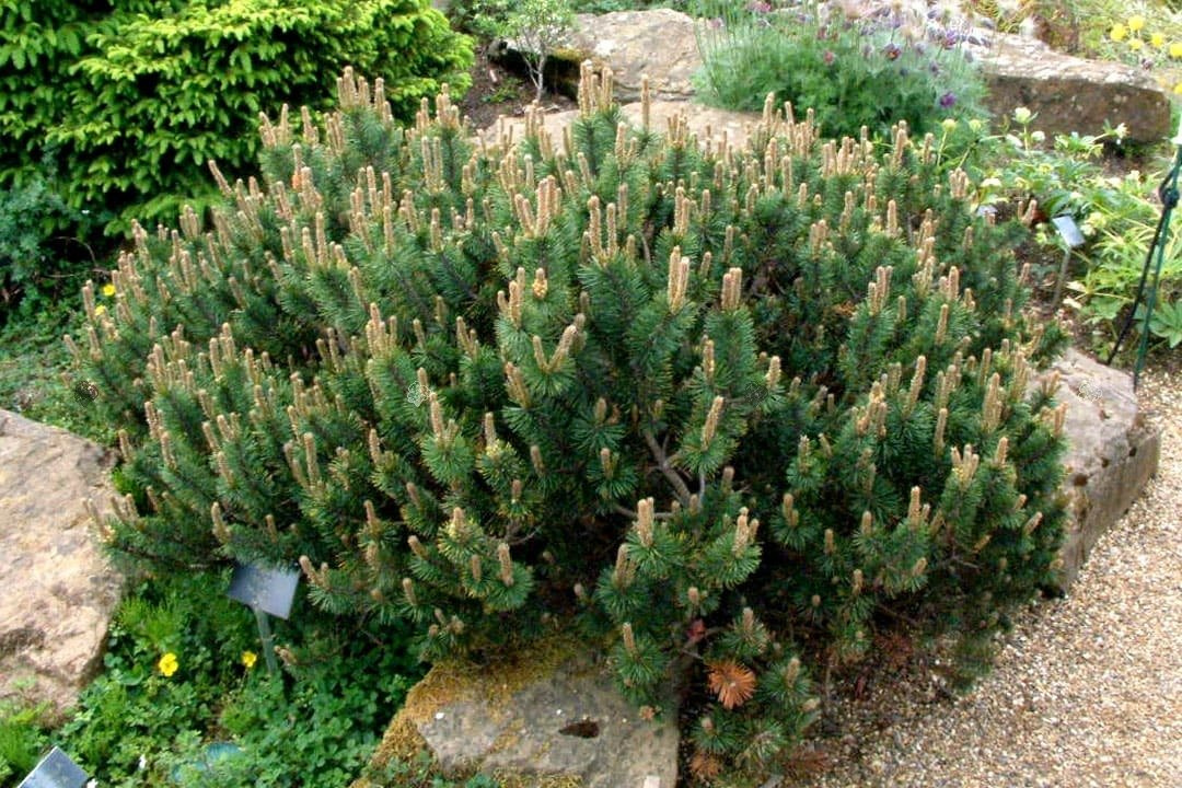 Sosna kosodrzewina górska Mugo Mughus Pinus P9