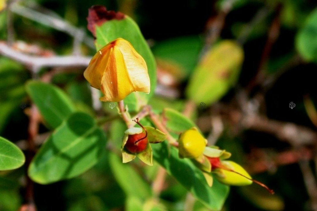 Dziurawiec skąpolistny Peter Dummer Hypericum dummeri P9