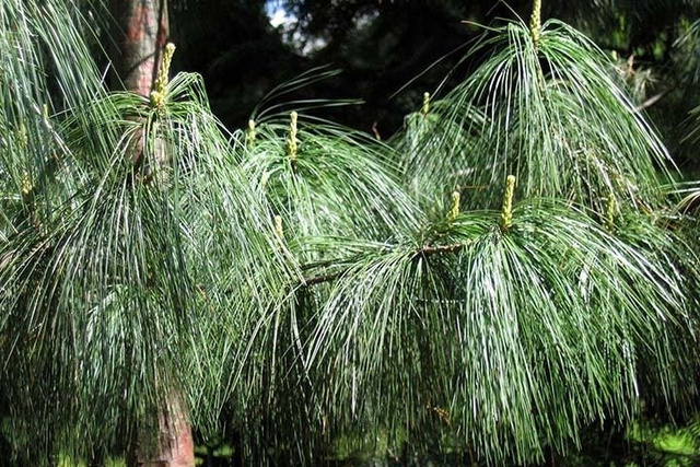 Sosna Himalajska Pinus wallichiana P9