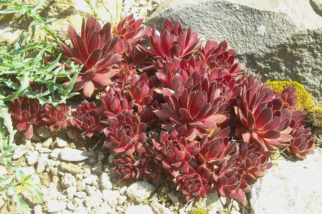 Rojnik pajęczynowaty Cameleon Sempervivum arachnoideum P9