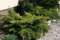 Jałowiec sabiński Tamariscifolia Juniperus sabina C5