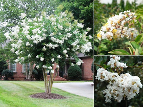 Lagerstroemia indyjska White Lagerstroemia indica P9