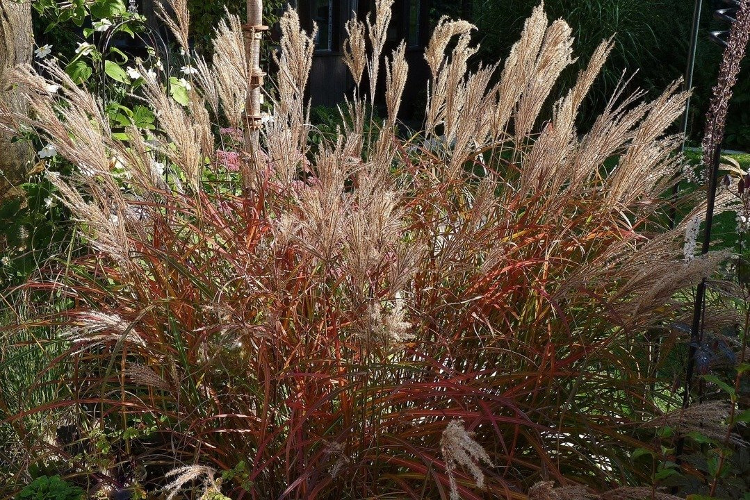 Miskant chiński Dronning Ingrid Miscanthus sinensis C5
