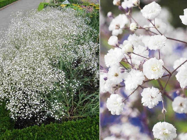 Gipsówka wiechowata Gypsophila paniculata C2