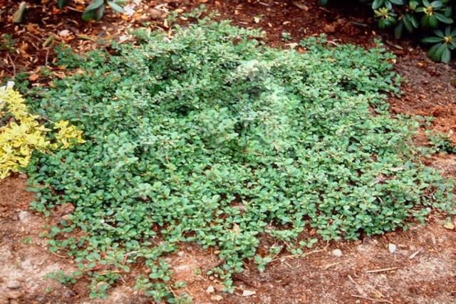 Irga rozesłana Eichholz Cotoneaster dammeri P9