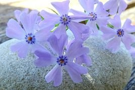 Floks szydlasty Emerald Cushion Blue Phlox subulata P9