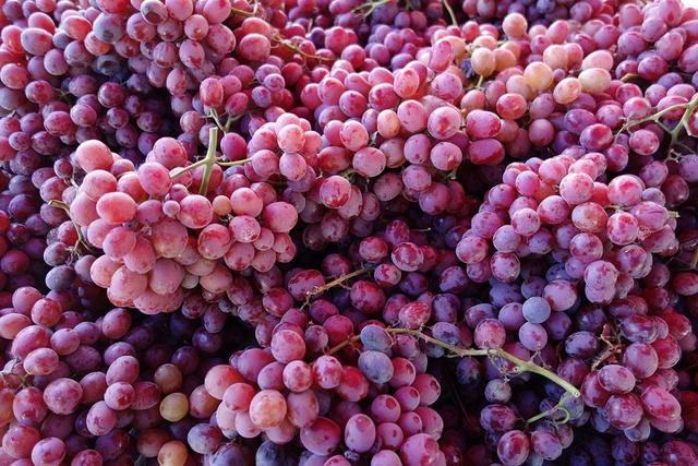 Winorośl Chrupka Różowa Vitis C2