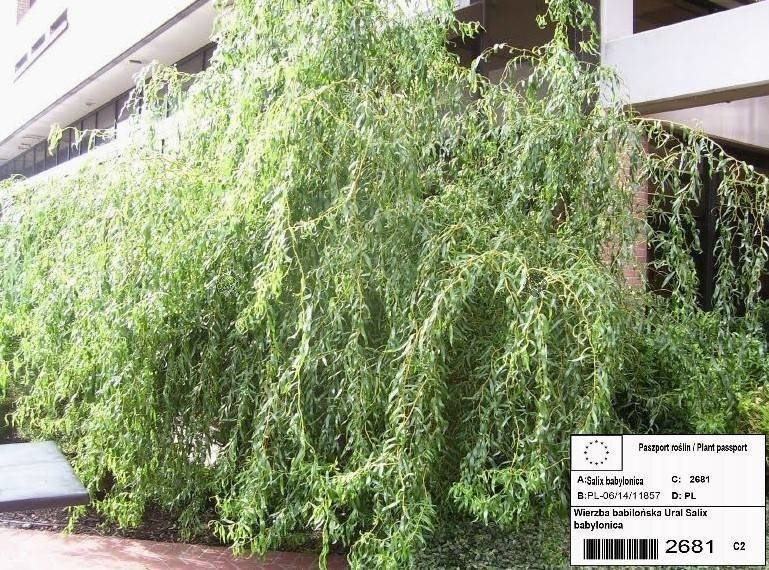 Wierzba babilońska Ural Salix babylonica C2