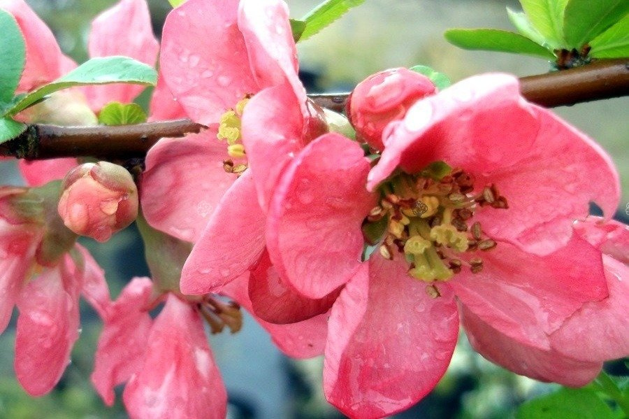 Pigwowiec pośredni Pink Lady Chaenomeles superba P9