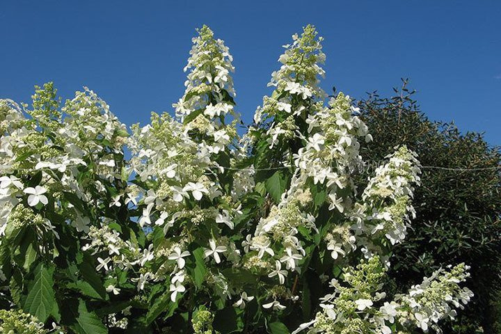 Hortensja bukietowa Levana PBR Hydrangea paniculata P9