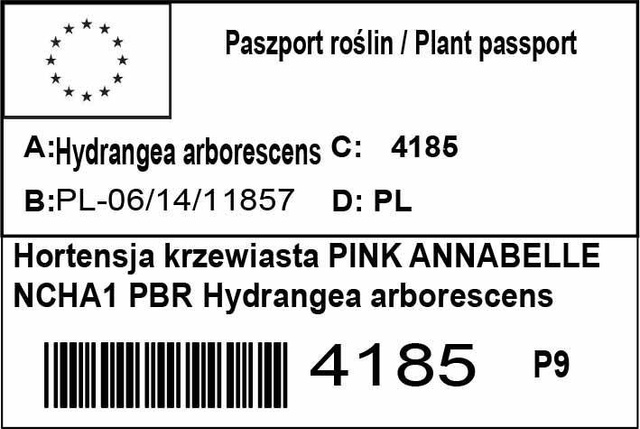 Hortensja drzewiasta Pink Annabelle PBR Hydrangea arborescens P9