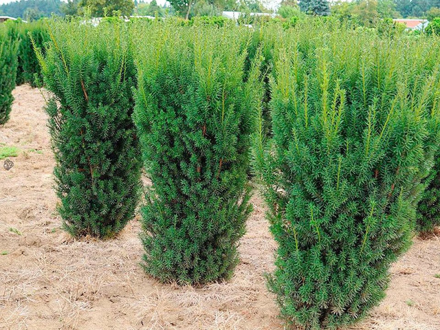 Cis pośredni Hicksii Taxus media C3