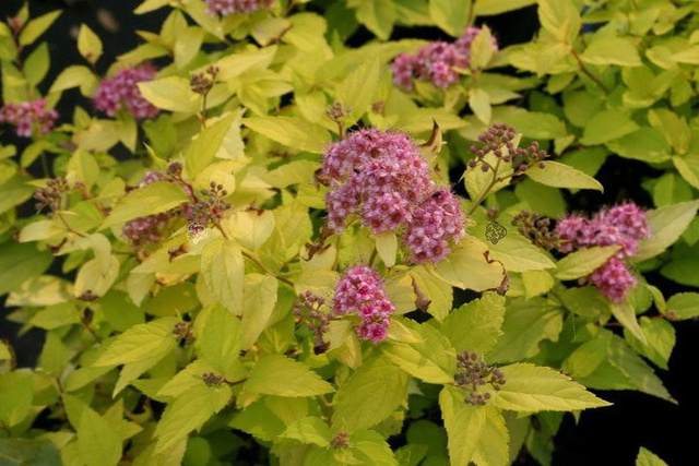 Tawuła japońska Goldmound Spiraea japonica P9