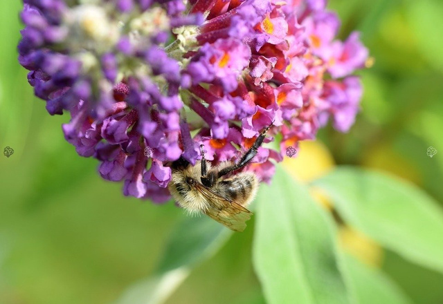 Budleja Davida Ile de France Buddleja davidii P9