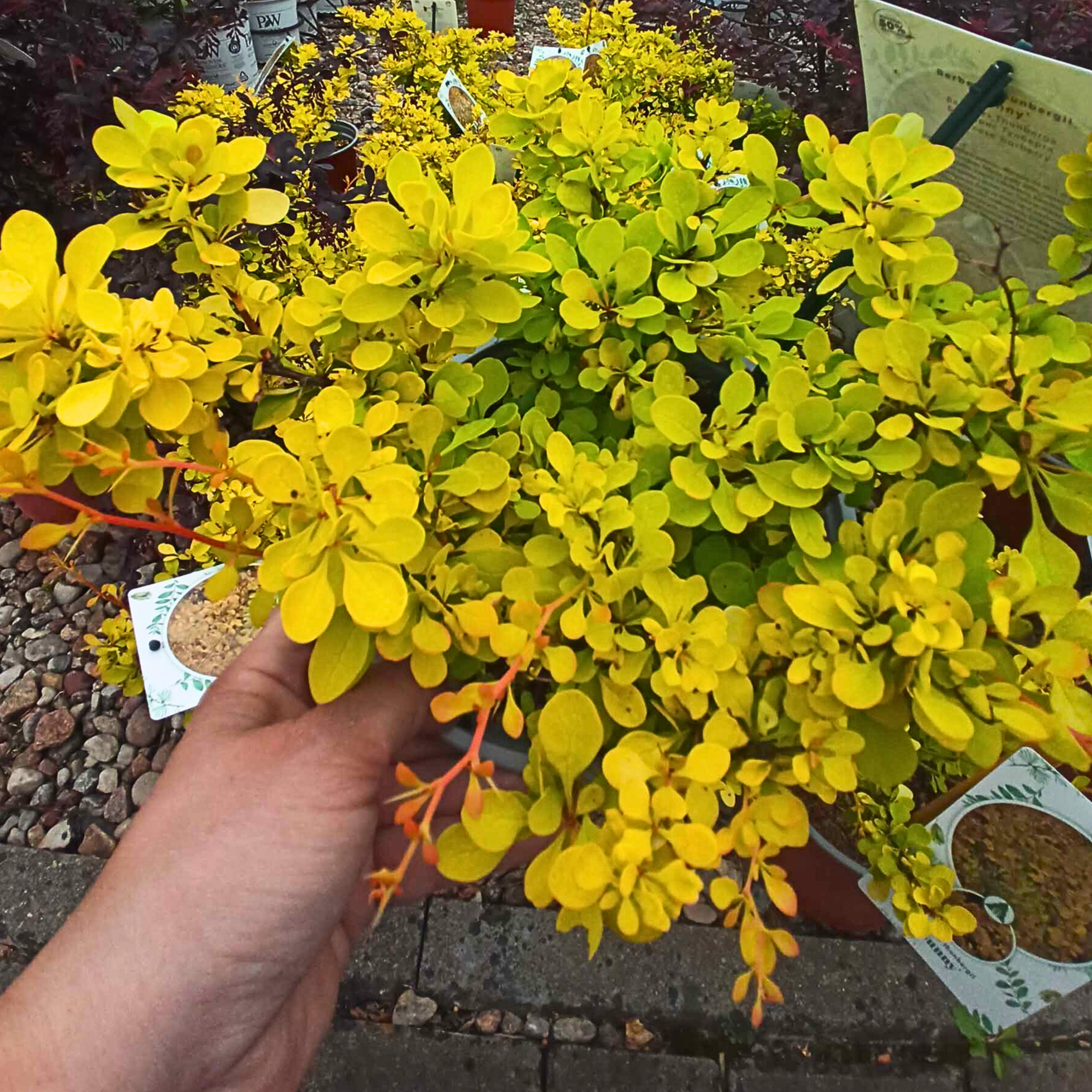 Berberys Thunberga Sunny Berberis thunbergii C2