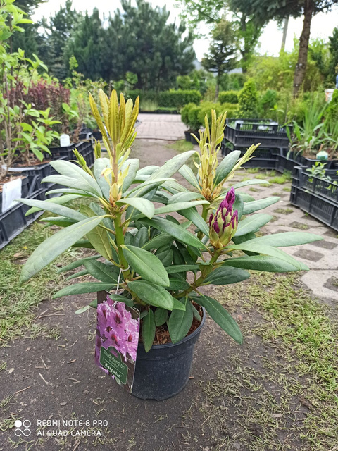 Różanecznik wielokwiatowy Rasputin Rhododendron hybridum C2