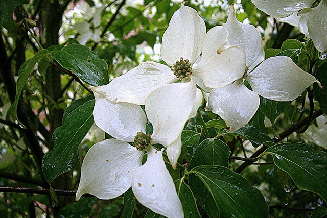Dereń kousa Cornus kousa C2