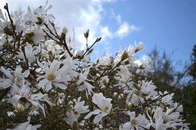 Magnolia gwiaździsta Waterlily Magnolia stellata C3