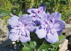 Ketmia syryjska Blue Chiffon PBR Hibiscus syriacus C7,5