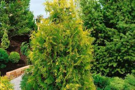 Tuja Brabant Gold Thuja occidentalis Golden Brabant PBR C5