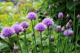 Czosnek szczypiorek Allium schoenoprasum P9