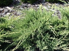 Jałowiec wirginijski Golden Spring Juniperus virginiana C5