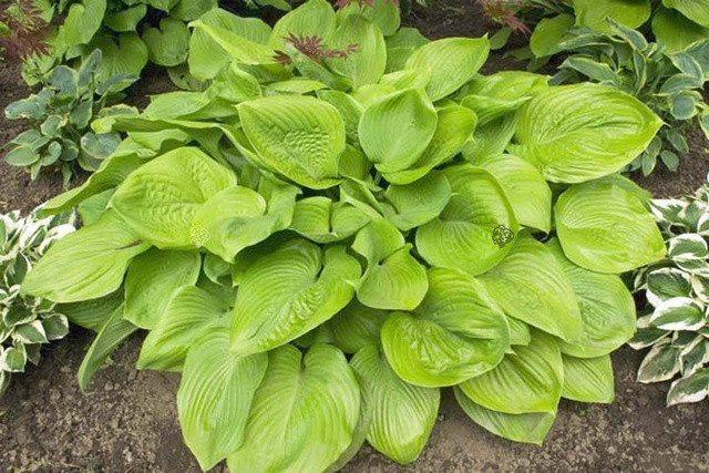 Funkia Sum and Substance Hosta 