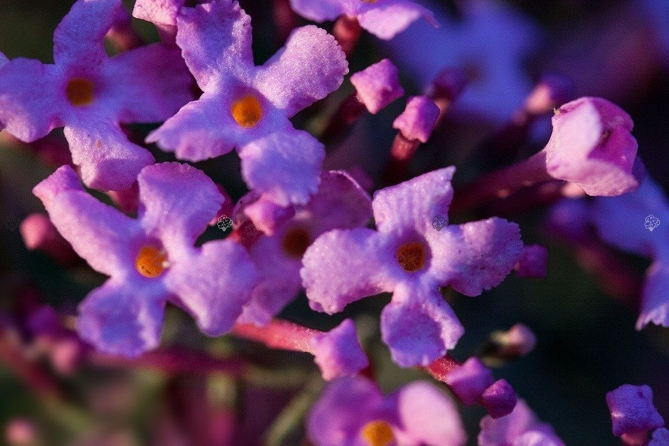 Budleja Davida Ile de France Buddleja davidii P9