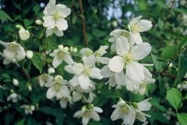 Jaśminowiec Lemoinei Philadelphus P9