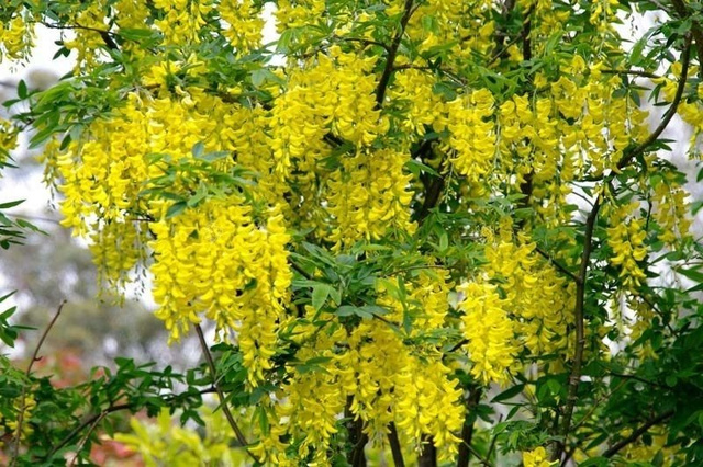 Złotokap pospolity Laburnum anagyrdoides C2