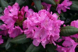 Różanecznik Roseum Elegans Rhododendron C2