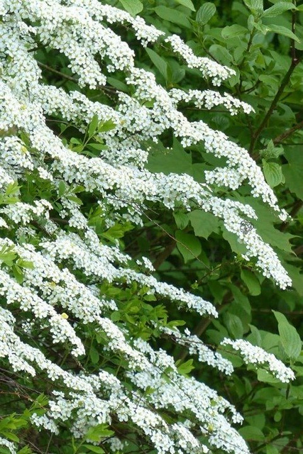 Tawuła szara Grefsheim Spiraea cinerea