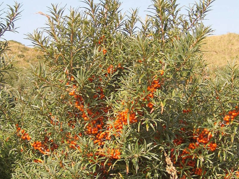 Rokitnik pospolity Leikora Hippophae rhamnoides C3