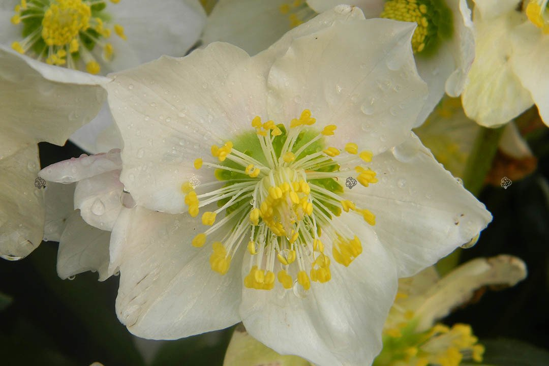 Ciemiernik biały Helleborus niger P9