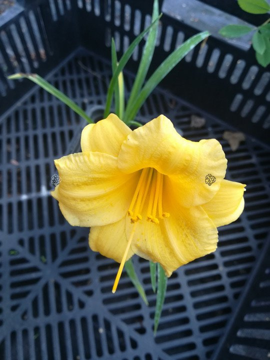 Liliowiec Stella De Oro Hemerocallis P9