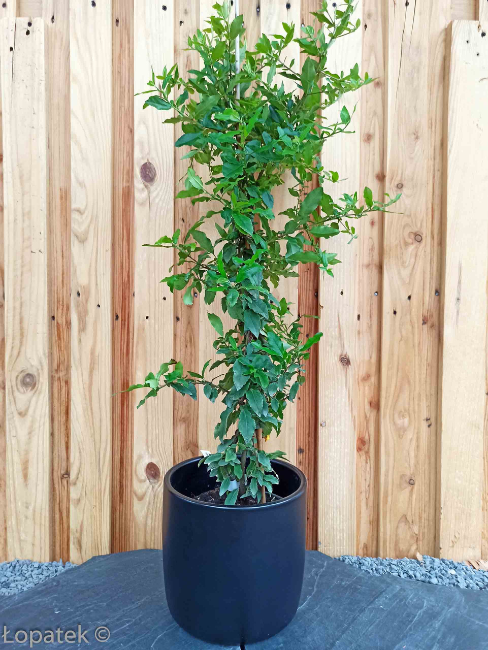 Ognik szkarłatny Red Cushion Pyracantha coccinea P9