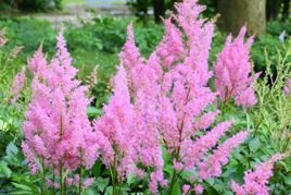 Tawułka Amethyst Astilbe P9