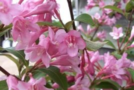 Krzewuszka cudowna Pink Princess Weigela florida P9