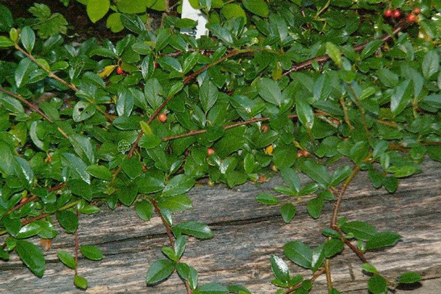 Irga płożąca Dammera Major Cotoneaster dammeri P9