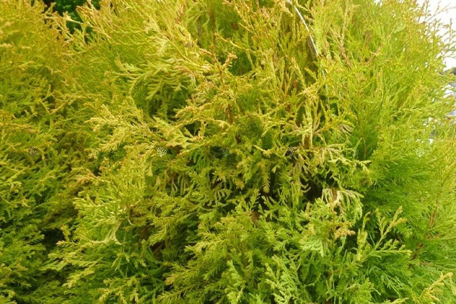 Tuja Rheingold Thuja occidentalis C5