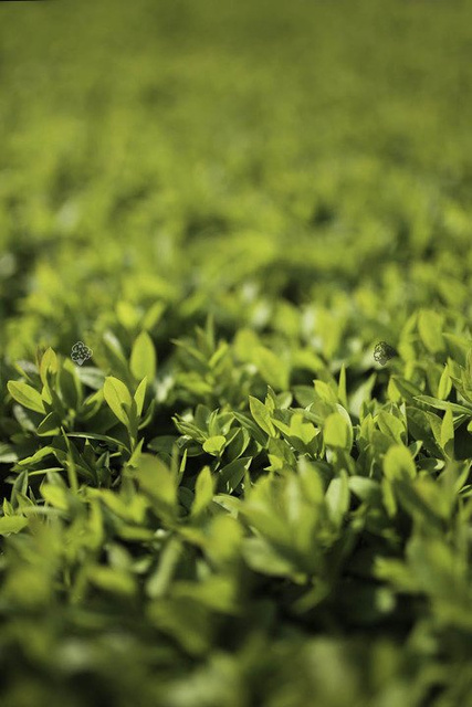 Ligustr pospolity Atrovirens Ligustrum vulgare C2