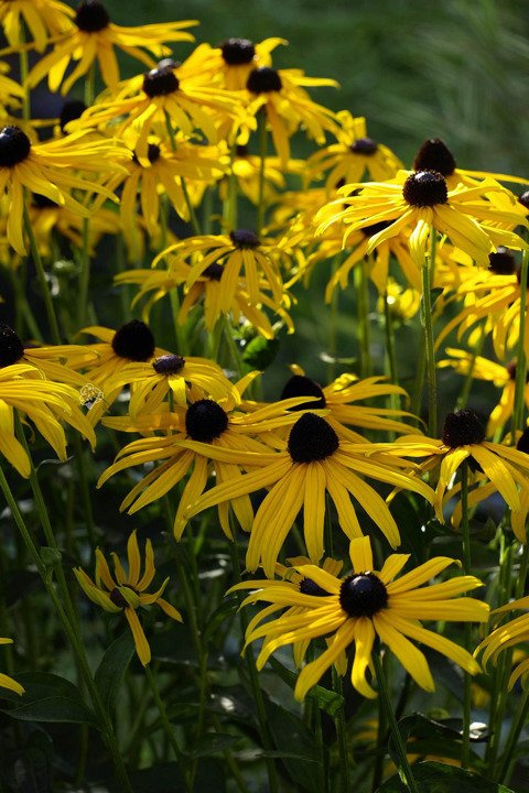Rudbekia błyskotliwa Rudbeckia fulgida C1,5