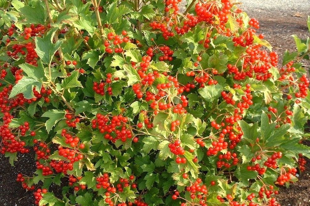 Kalina koralowa Compactum Viburnum opulus C3